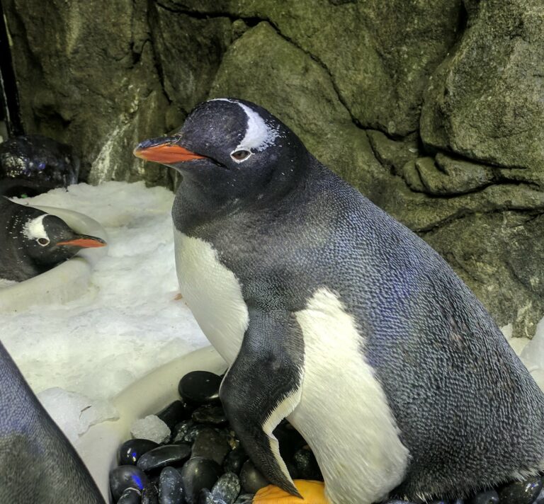 Penguin Nes